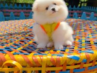 Her Renk Her Cinsten Pomeranian Yavrular