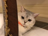 British shorthair kedime anne adayı arıyorum