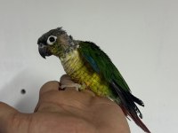 4 Yaşında Yarı Evcil Erkek Konur Papağanı