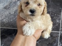 Orjinal bebek yum maltipoo bebekler
