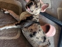 7 aylık dişi merle french bulldog acil