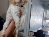 Orjinal Maltese Terrier