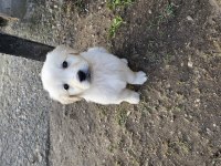 Golden retriever yavruları