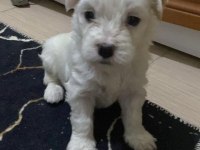 Kendi beslediğim köpeğimin yavruları üretici değilim