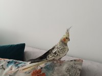 Erkek sultan papağanımız