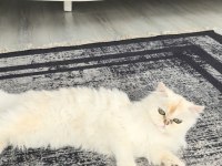 Ofislik akıllı peri kızımız luna