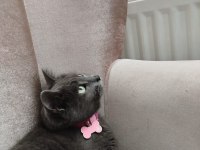 11 Aylık Temiz Bakımlı Scottish Fold