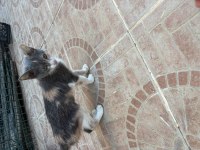 Tekir yavru kedi sahiplendirme