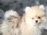 Pomeranian boo yavrular