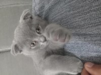 Scottish Fold Erkek Yavrumuz