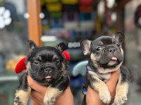 Egzotik Black And Tan Fullfy Taşıyıcı Erkek French Bulldog