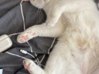 British shorthair kızıma kalıcı yuva arıyorum