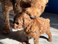 KORE RED BROWN TOY POODLE YAVRULARI