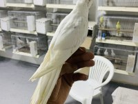Yavru Albino Kırmızı Göz Sultan Papağanı