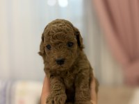 Yavru köpeklerimiz