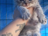 British longhair