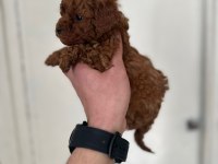 Kore poodle yavrular