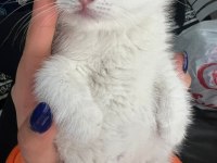 British kedi shorthair