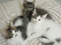 Dev kedi Koca pati Maine coon kediler yuvalarını arıyor