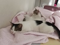 2 tane yavru kedi ücretsiz sahiplendirmek istiyorum