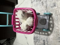 1 aylık yavru british shorthair