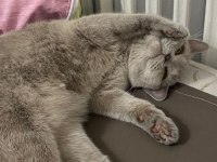 Safkan British Shorthair 1 YAŞINDA