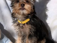 Yorkshire terrier