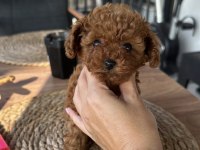 Korekan poodle yavrularım