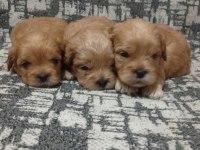 Rezerve açık yavrular kg cm garantili maltipoo