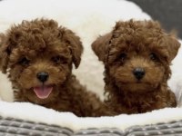 Toy Poodle Bakımlı Ve Sağlıklı