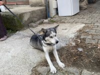 Sibirya kurdu dişi 2 yaşında