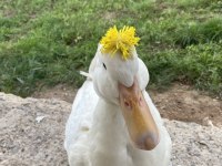 Satılık ördek 1 yaşında