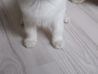 Bursa golden point british shorthair bebekler