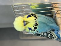 Elimde Show Jumbo yerli muhabbet kuşu takımlar vardır