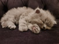 Blue British Longhair