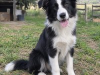 Iyisi Değil En İyisi Border Collie Kapıda Ödeme Mevcut