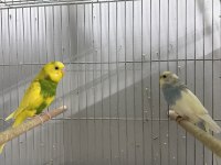 HAZIR YAVRULU YUMURTALI MUHABBET KUŞU ÇİFTLER