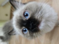 Sahiplenmek İsteyenler İçin Ragdoll Dişi Yavrum Tarçın