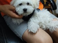 Evimizin neşesi köpekler