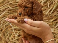 TOY POODLE CİNSİ YAVRULAR İZMİR