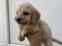 ANTALYA COCKAPOO