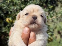 MUHTESEM MINIK PEKİNEZLER