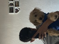 oğlumuza yuva maltipoo