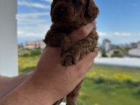 Tea cup toy poodle yavrular