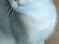 Şafkan British Shorthair