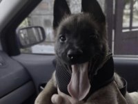 Belçika Kurdu Malinois Safkan