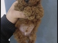 Toy Poodle Köpeği