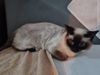 SİYAM KEDİMİZE ACİL YUVA ARANIYOR