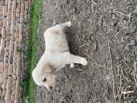 Baby fare GOLDEN retriever yavrular