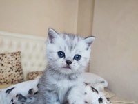British ve scottish silver tabby yavru